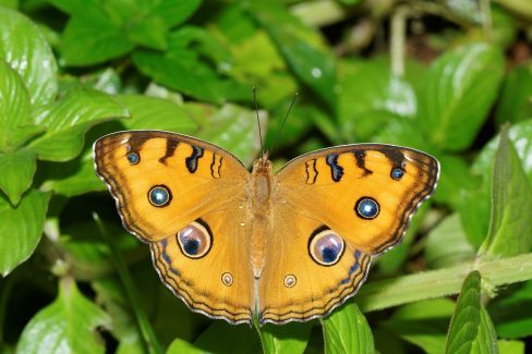 Junonia_almana-Kadavoor-2016-07-11-002